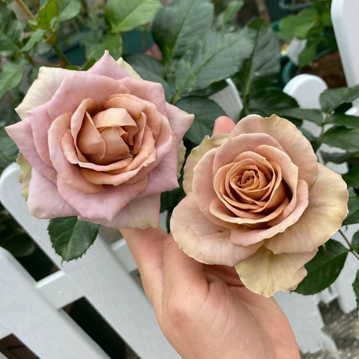 French Garden Hybrid Tea Rose Inspired by Amnesia