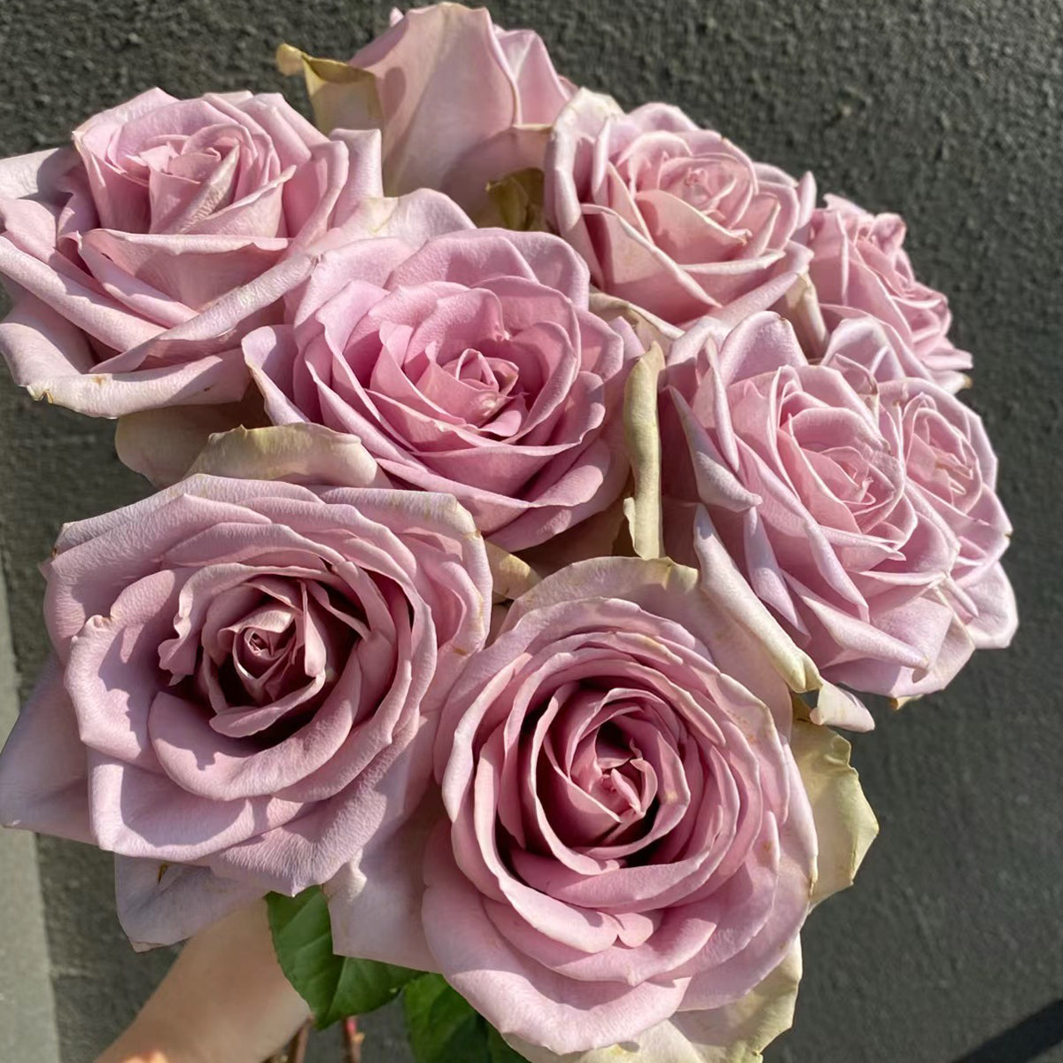 French Garden Hybrid Tea Rose Inspired by Amnesia