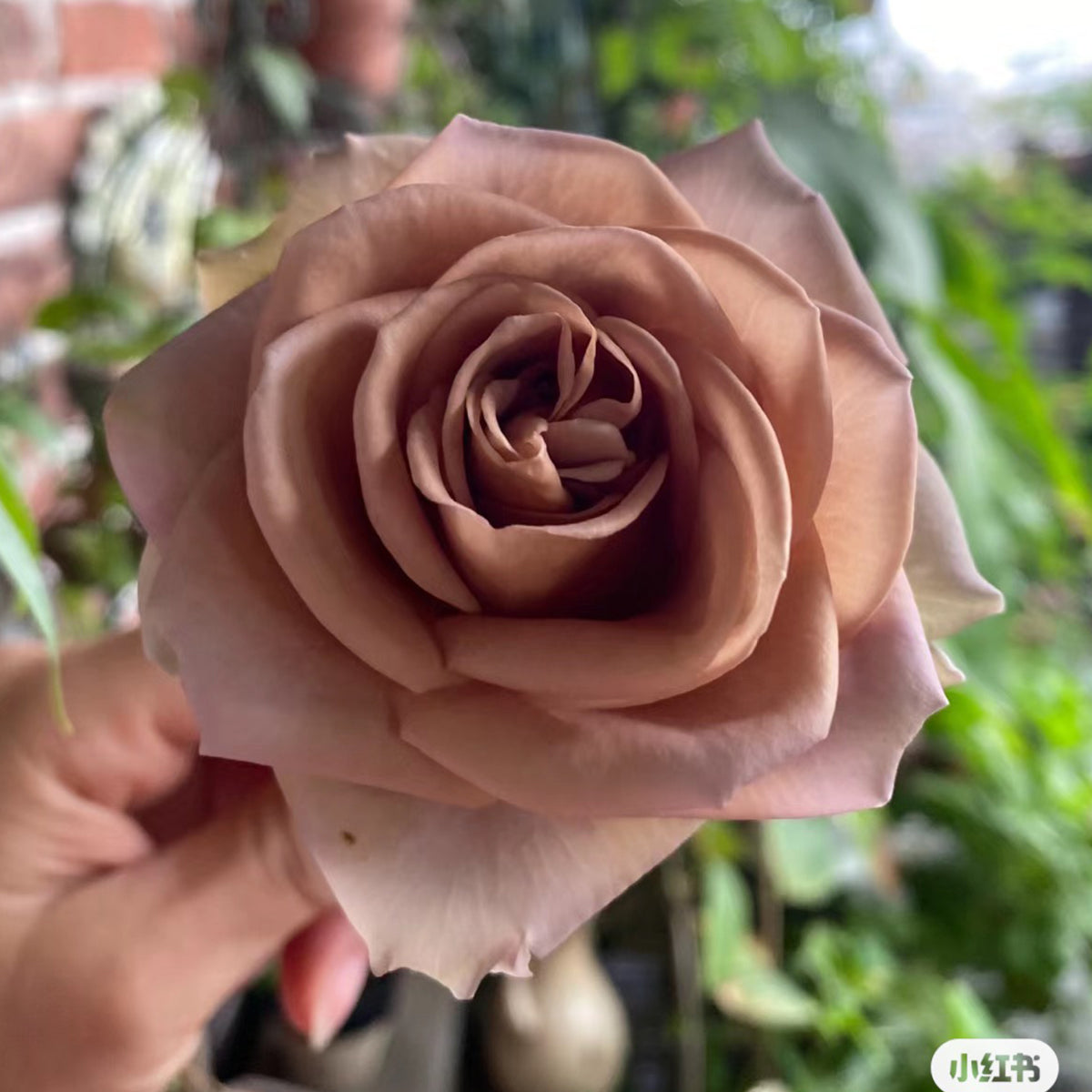 French Garden Hybrid Tea Rose Inspired by Amnesia