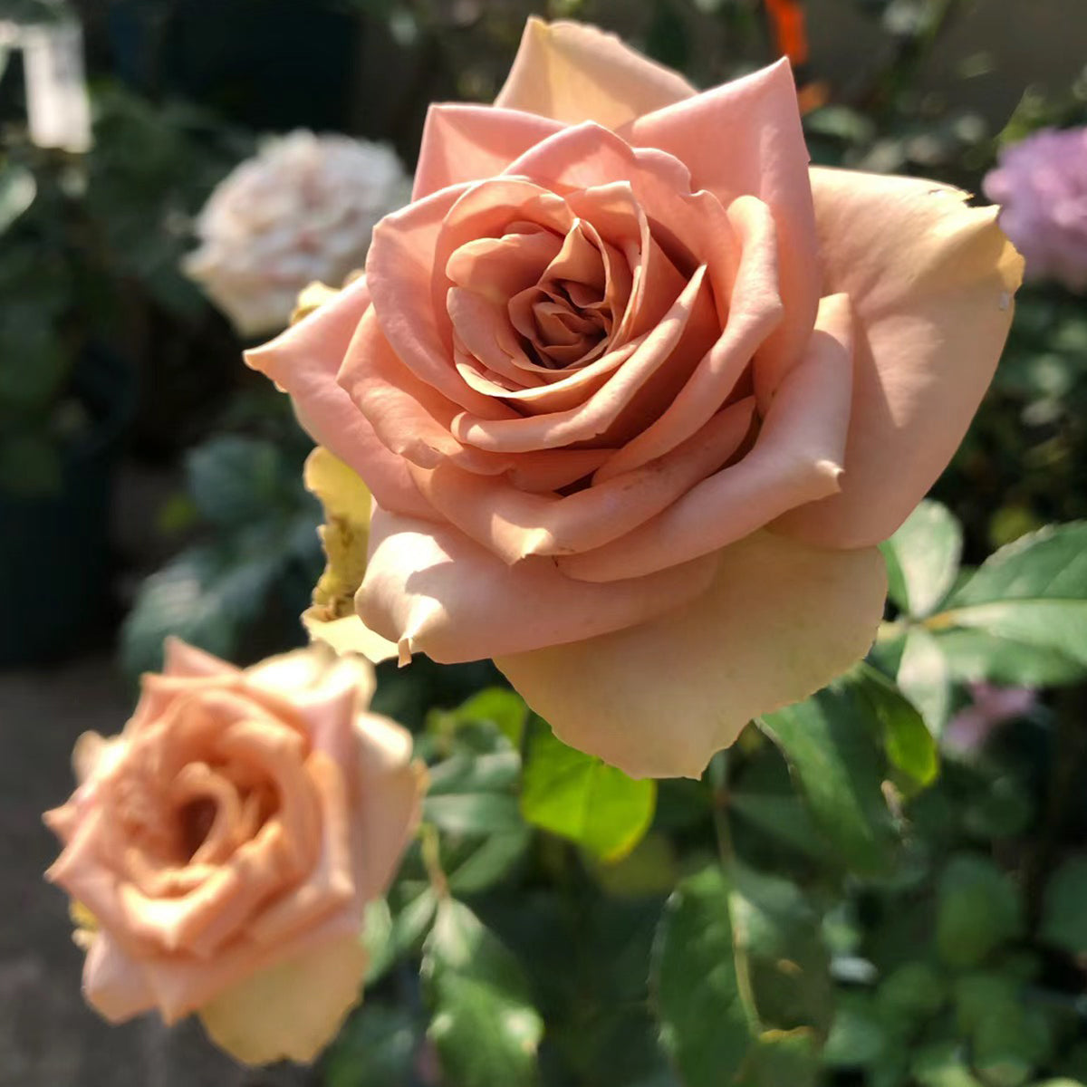 French Garden Hybrid Tea Rose Inspired by Amnesia