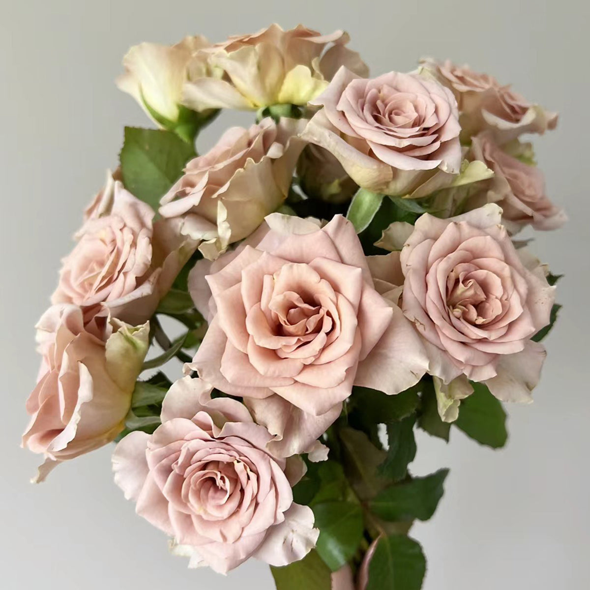 French Garden Hybrid Tea Rose Inspired by Amnesia
