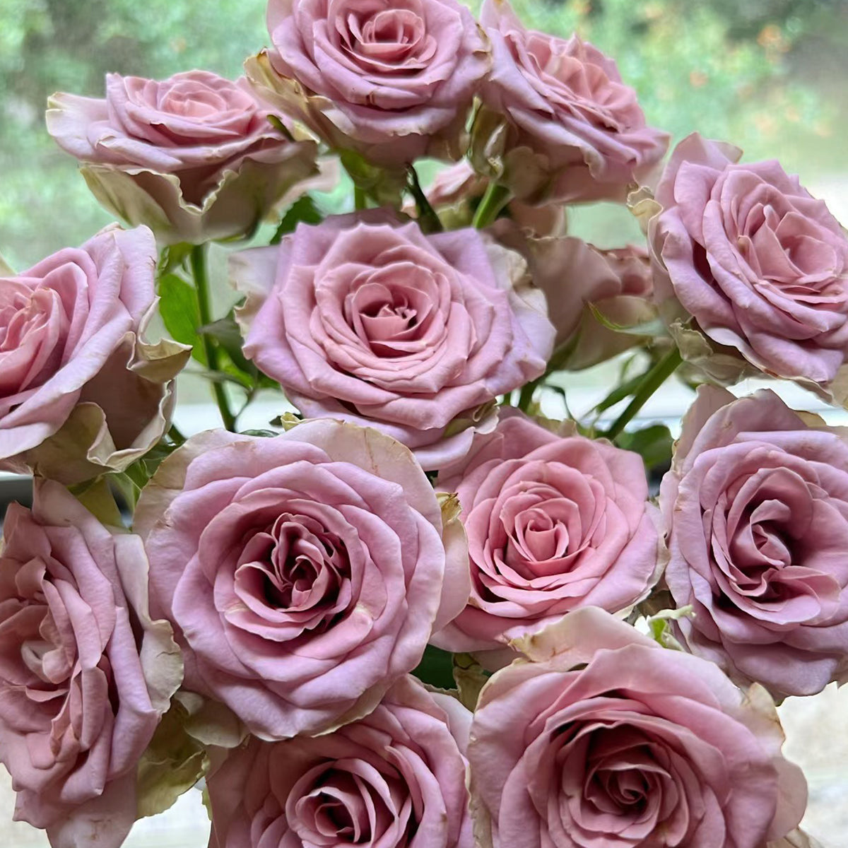 French Garden Hybrid Tea Rose Inspired by Amnesia