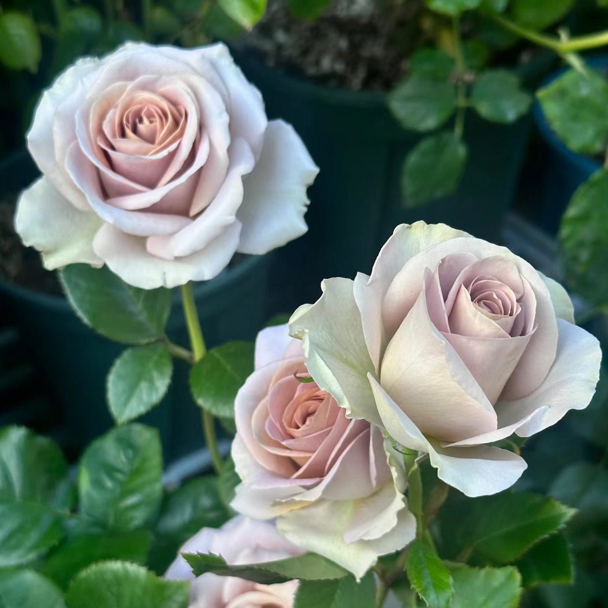 French Garden Hybrid Tea Rose Inspired by Amnesia