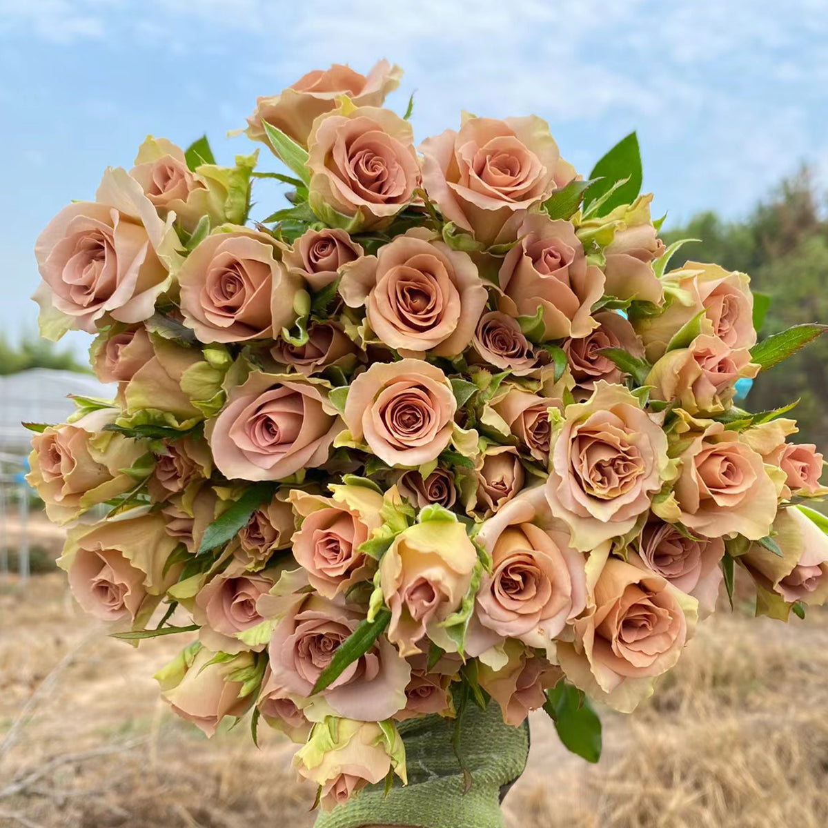 French Garden Hybrid Tea Rose Inspired by Amnesia
