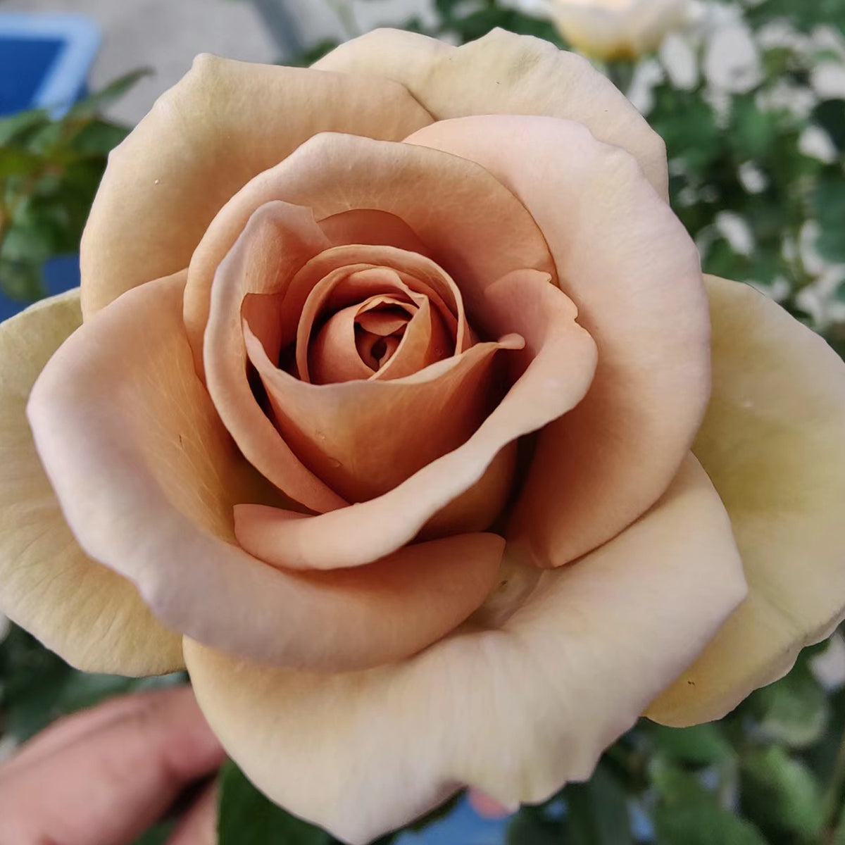 French Garden Hybrid Tea Rose Inspired by Amnesia