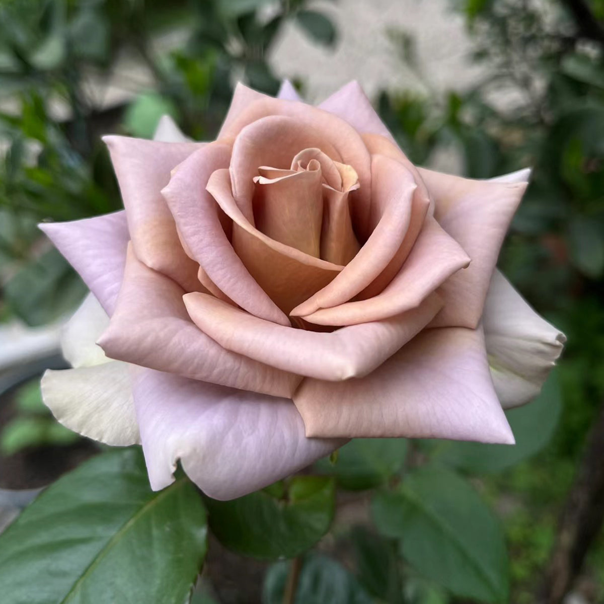 French Garden Hybrid Tea Rose Inspired by Amnesia