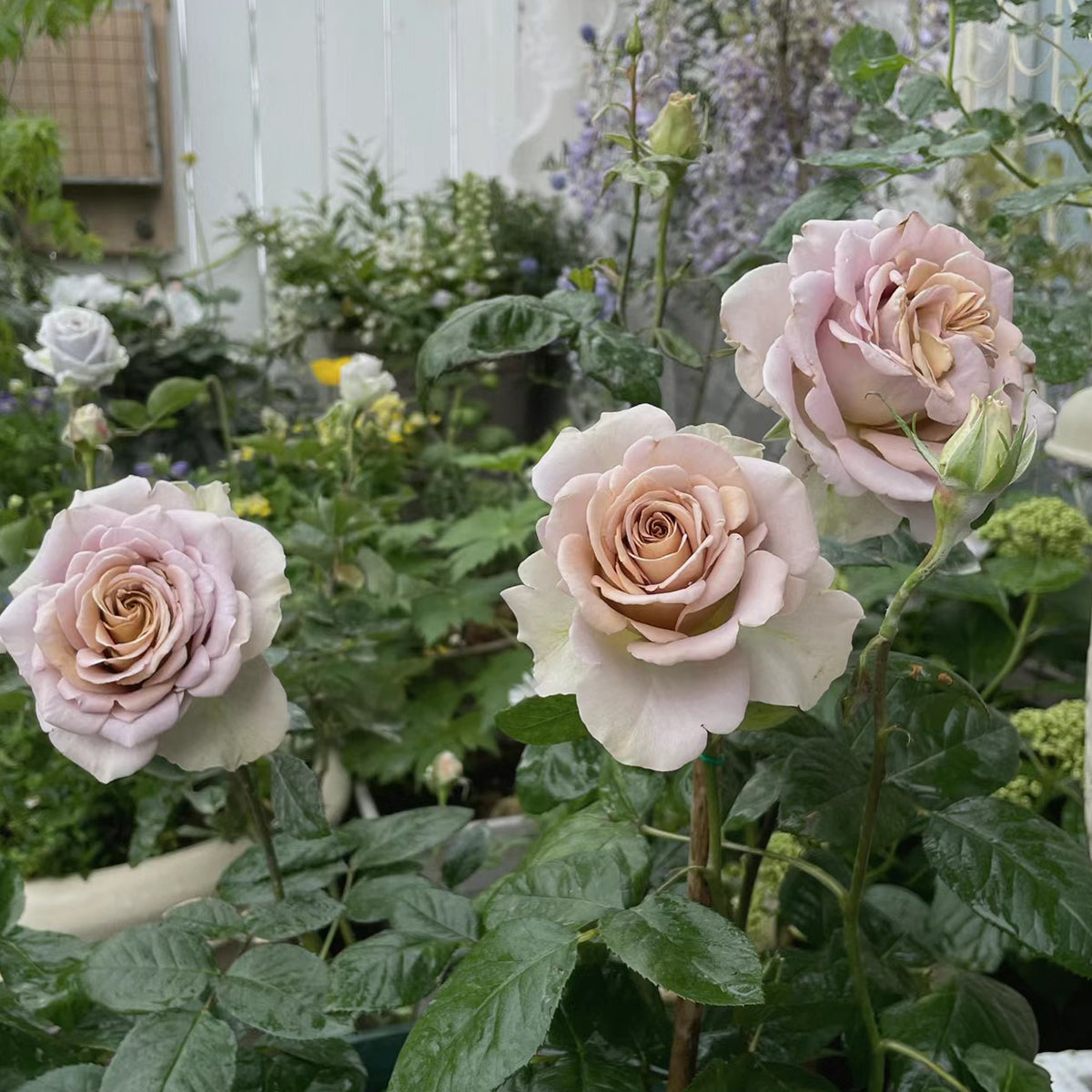 French Garden Hybrid Tea Rose Inspired by Amnesia