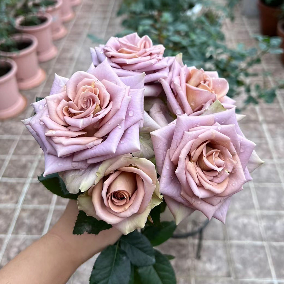 French Garden Hybrid Tea Rose Inspired by Amnesia
