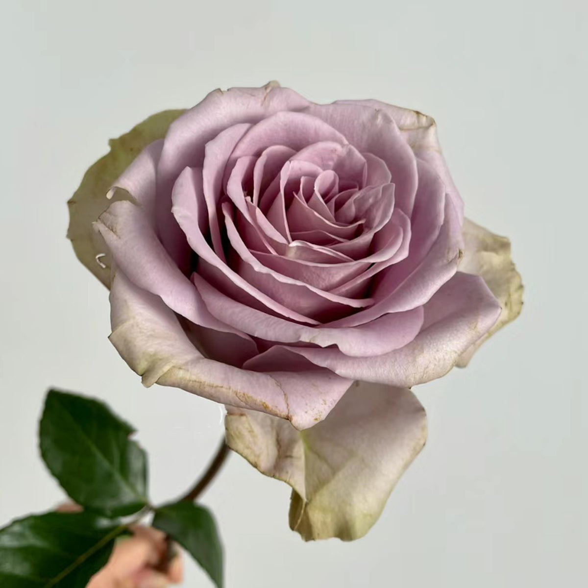 French Garden Hybrid Tea Rose Inspired by Amnesia