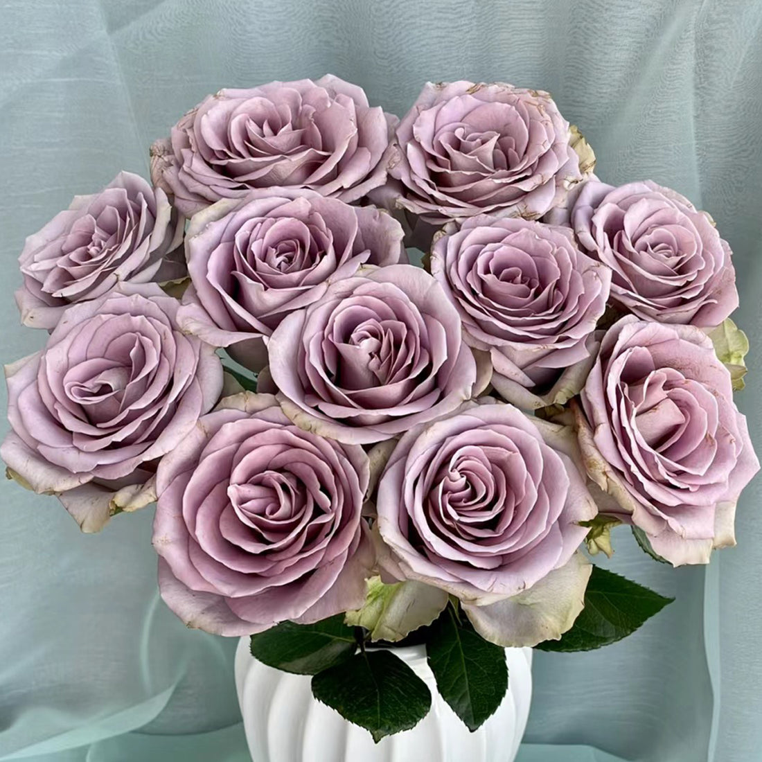 French Garden Hybrid Tea Rose Inspired by Amnesia