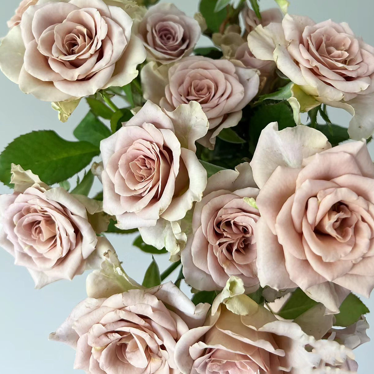 French Garden Hybrid Tea Rose Inspired by Amnesia