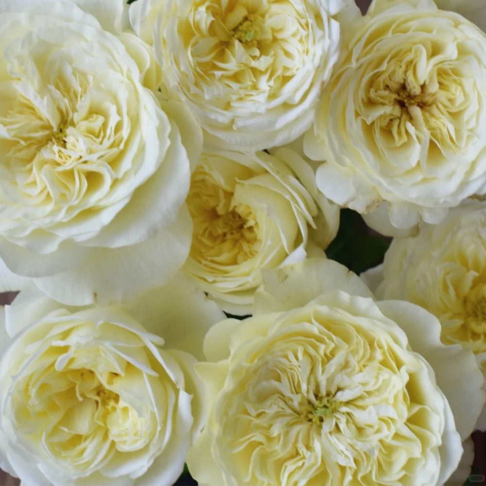 French Florist Climbing Rose Inspired by Amnesty International