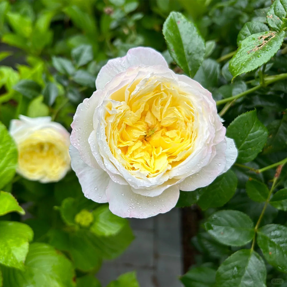 French Florist Climbing Rose Inspired by Amnesty International