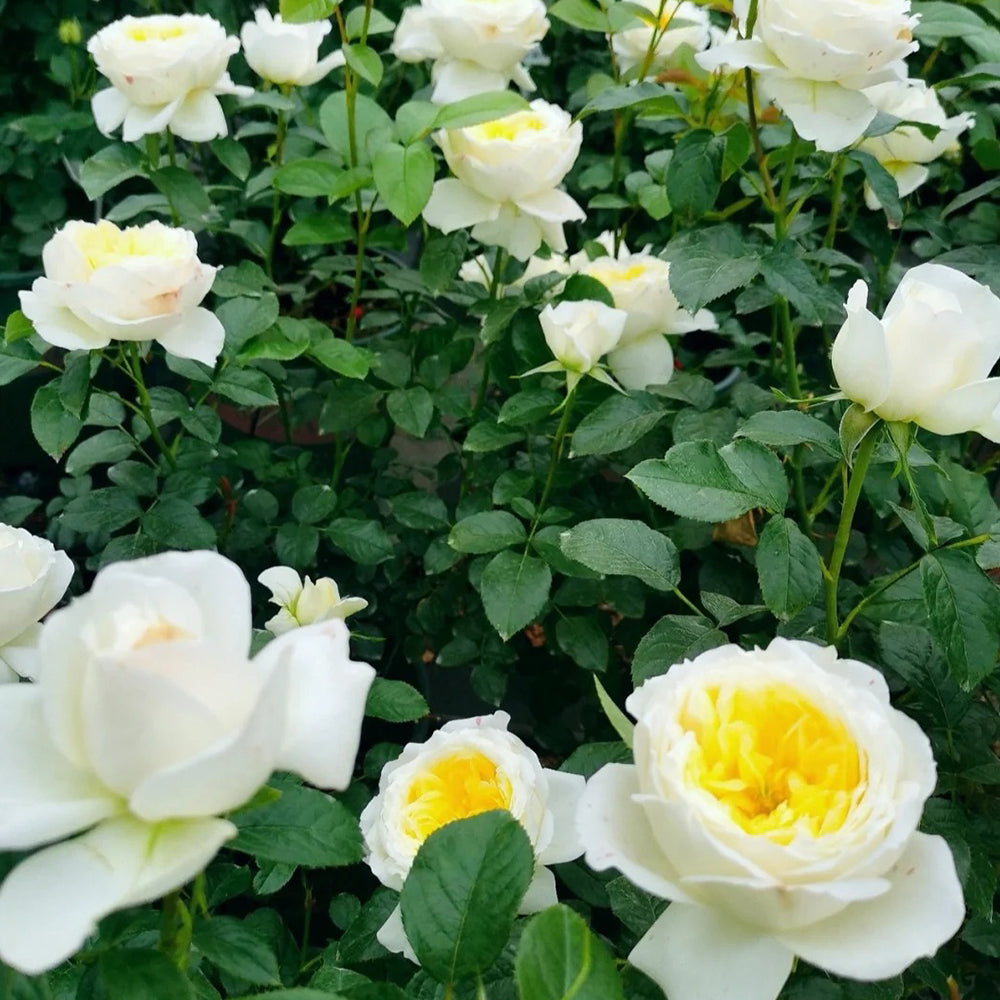 French Florist Climbing Rose Inspired by Amnesty International