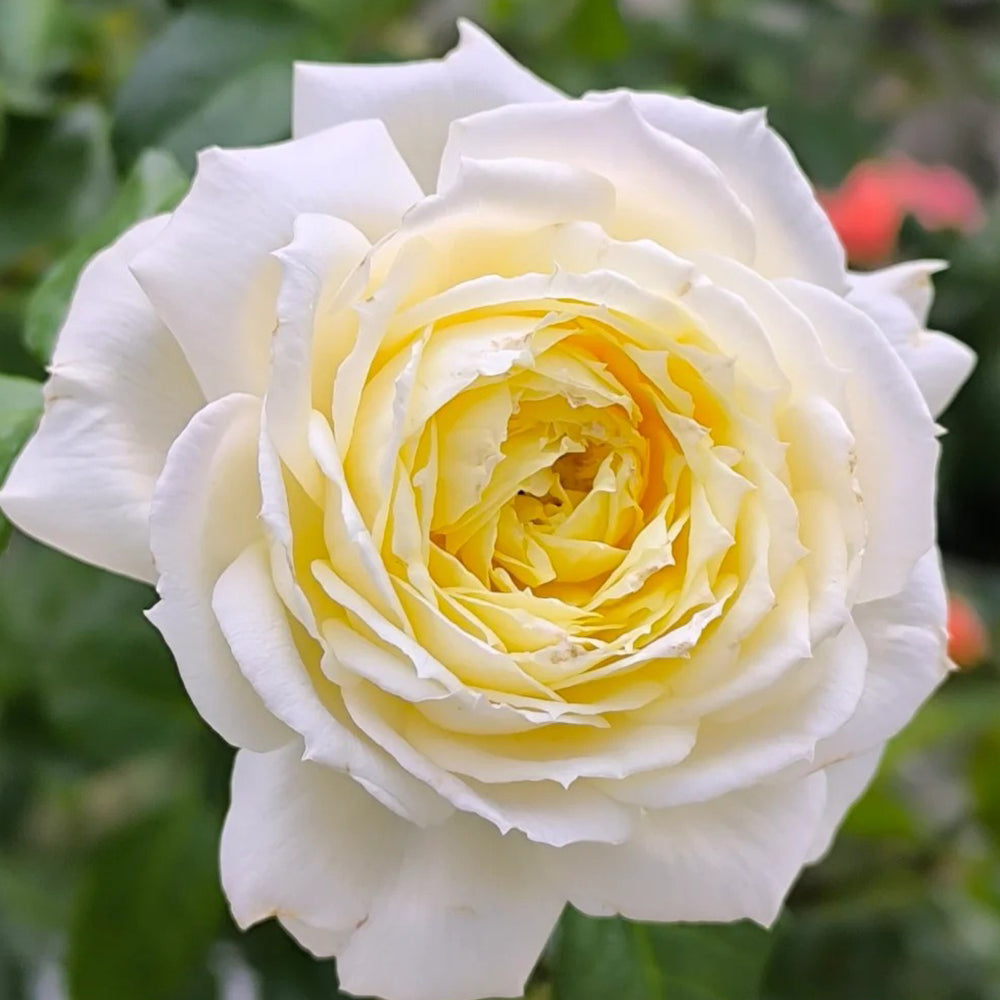 French Florist Climbing Rose Inspired by Amnesty International