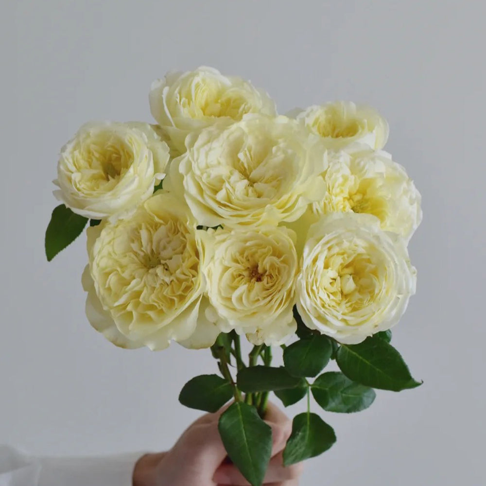 French Florist Climbing Rose Inspired by Amnesty International