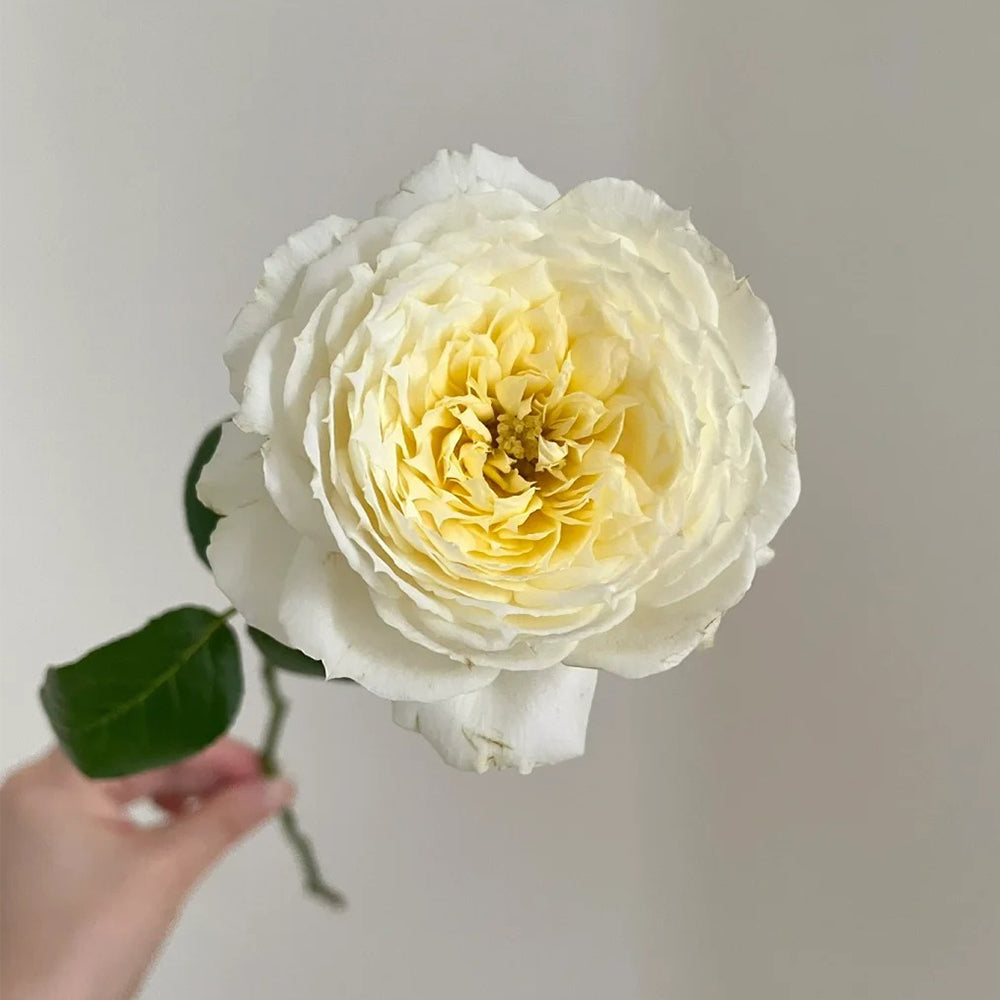 French Florist Climbing Rose Inspired by Amnesty International