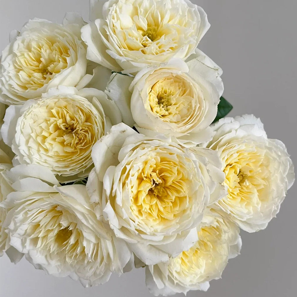 French Florist Climbing Rose Inspired by Amnesty International
