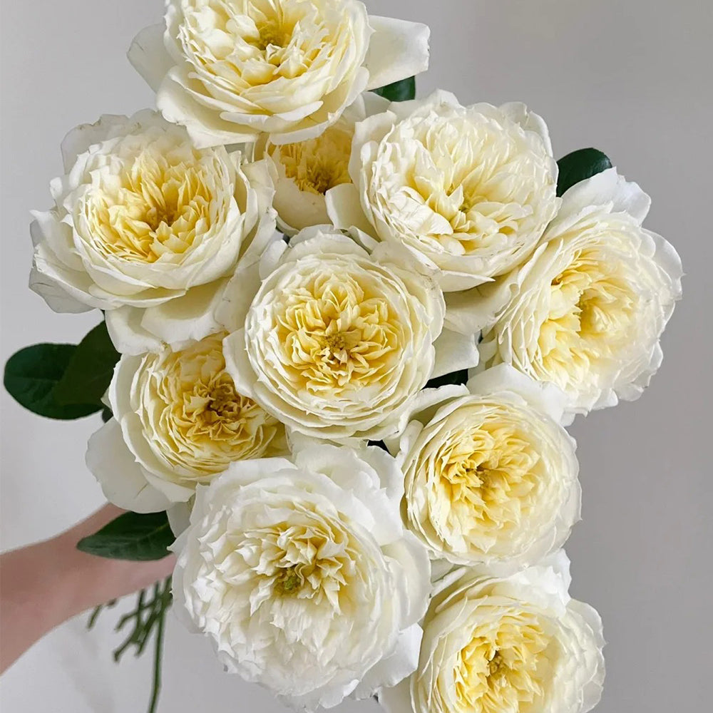 French Florist Climbing Rose Inspired by Amnesty International