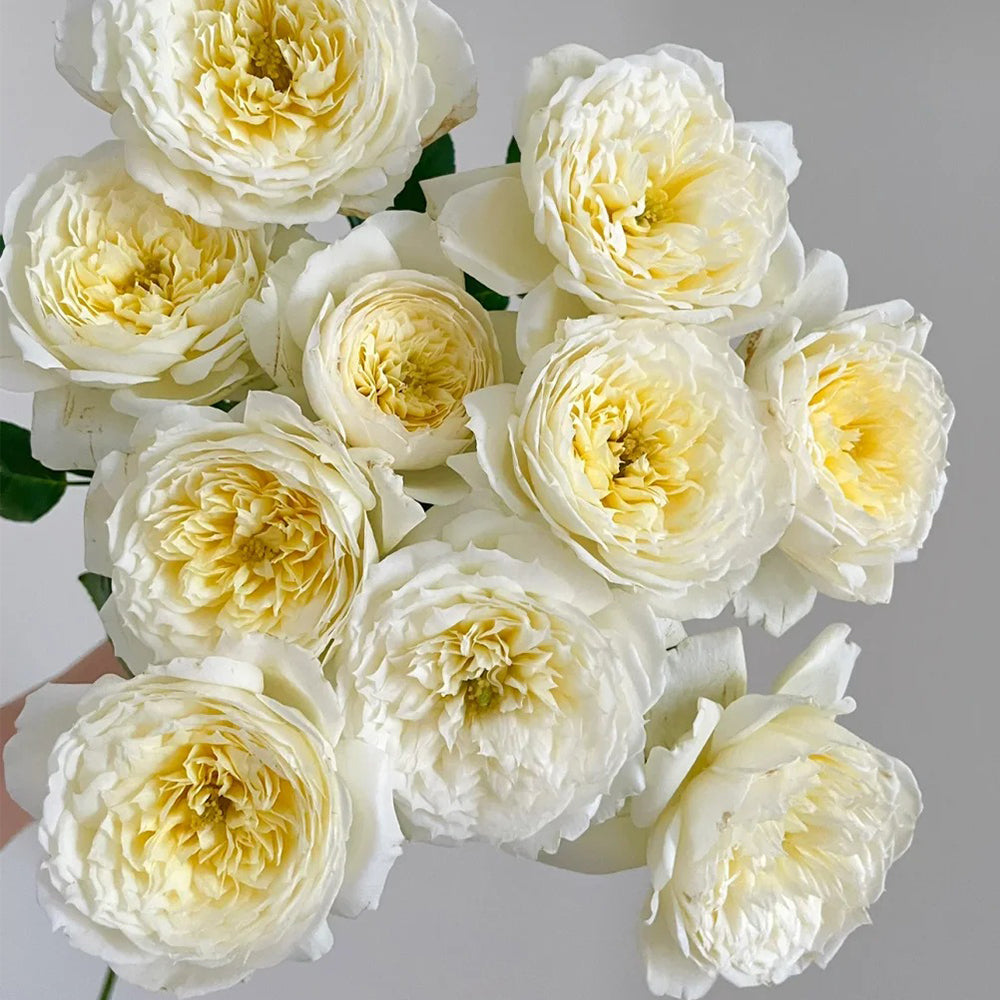 French Florist Climbing Rose Inspired by Amnesty International