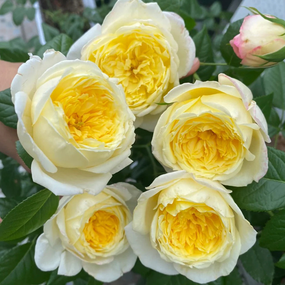 French Florist Climbing Rose Inspired by Amnesty International