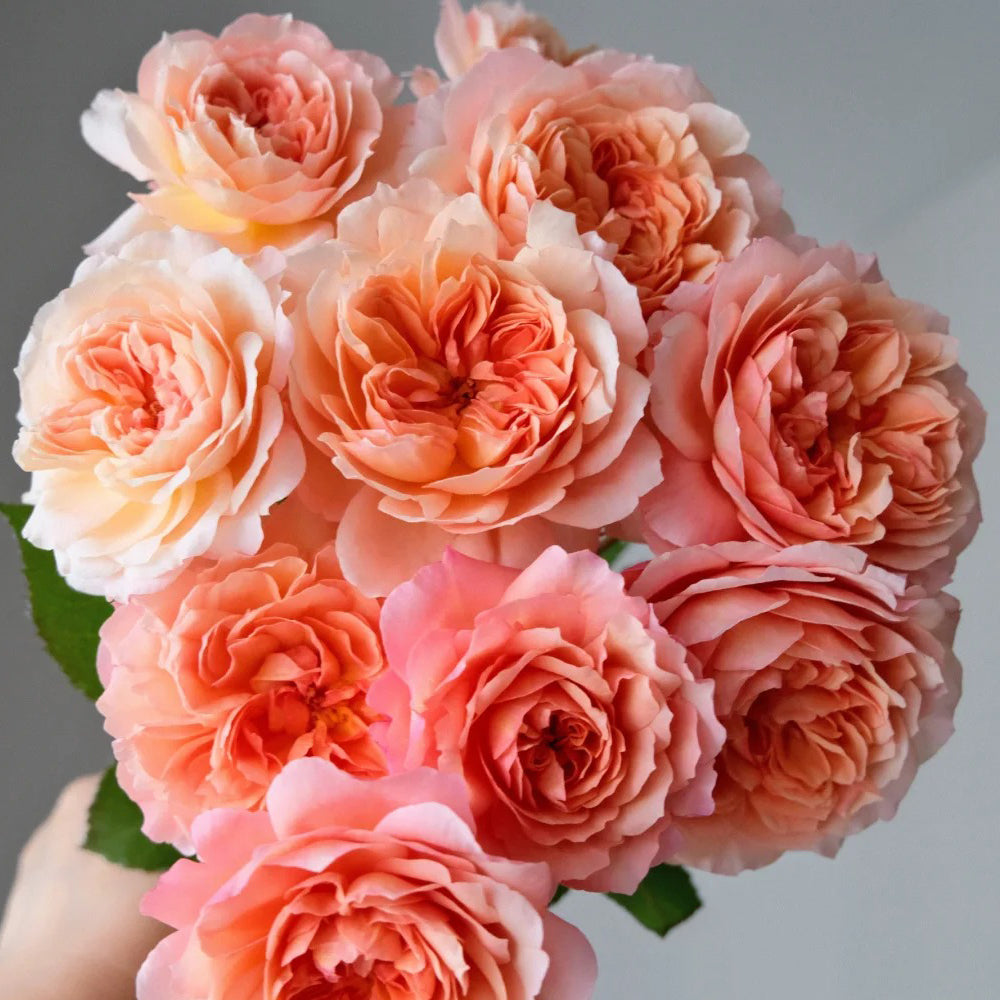 André Turcat French Florist Shrub Rose