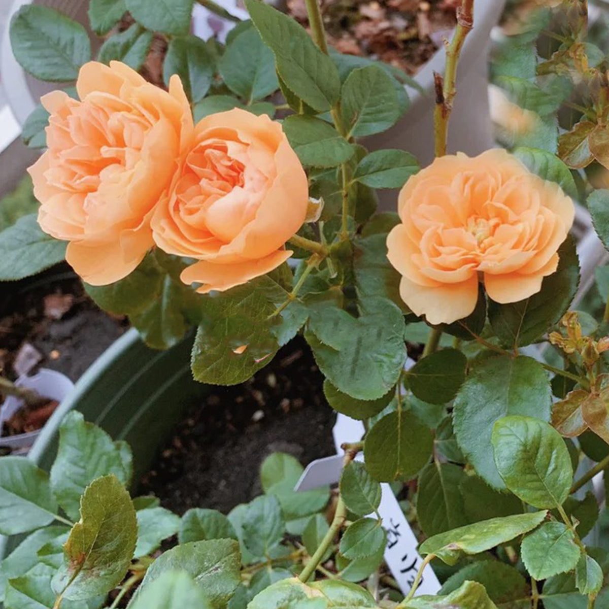 Angelika Japanese Florist Shrub Rose
