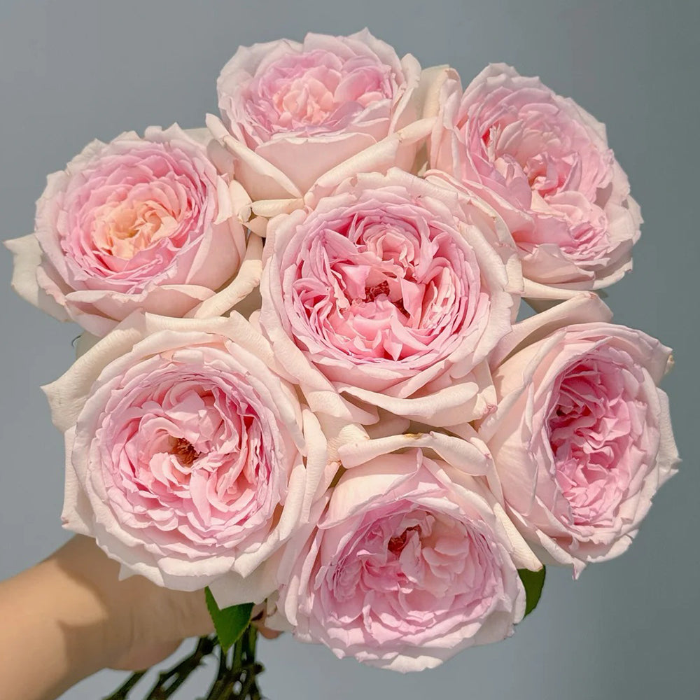 Ange qui Reve Florist Shrub Rose