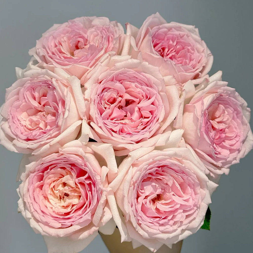 Ange qui Reve Florist Shrub Rose