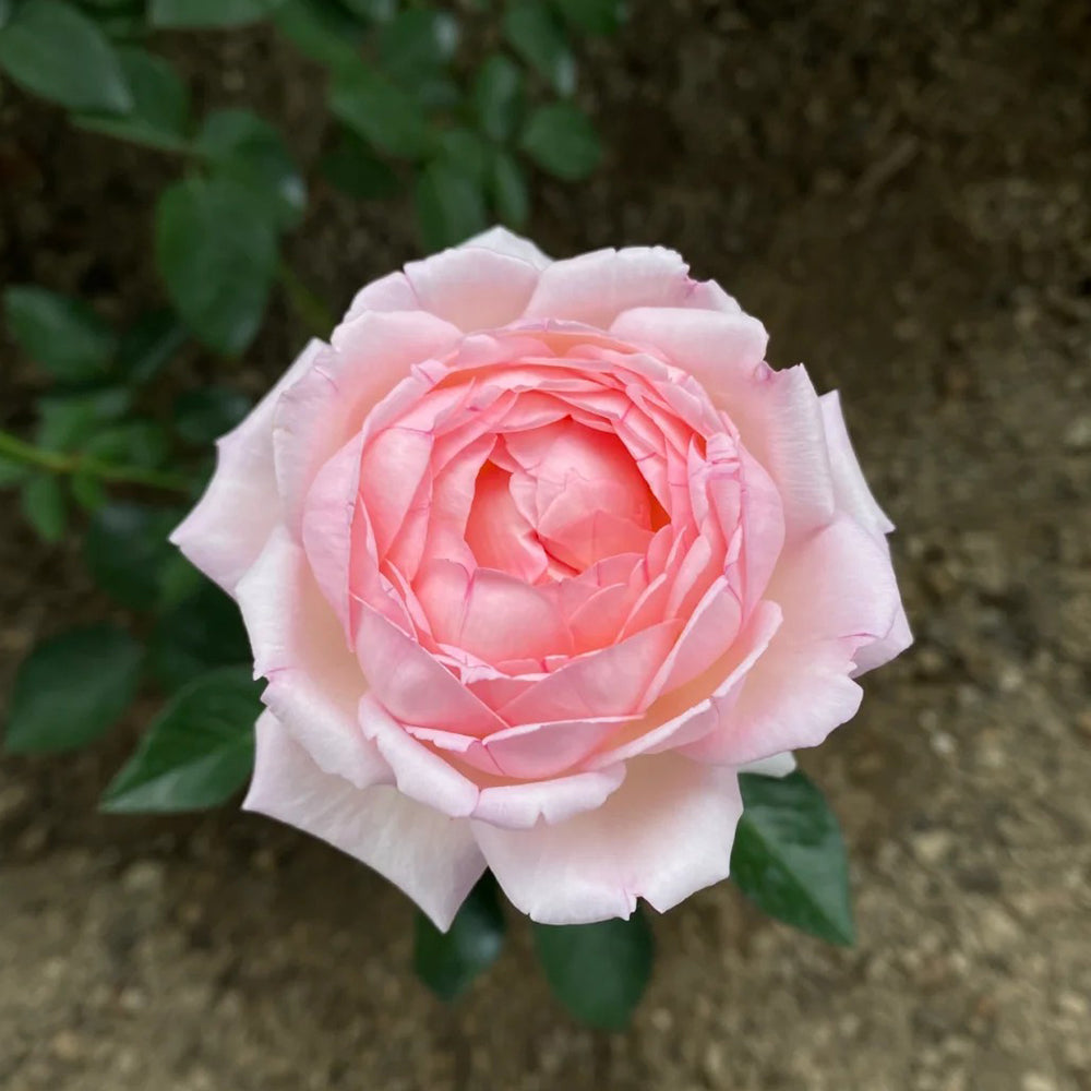 Ange qui Reve Florist Shrub Rose