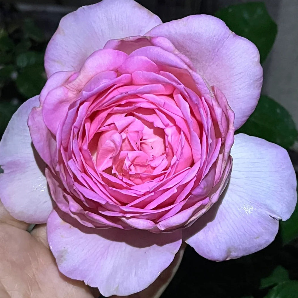 Ange qui Reve Florist Shrub Rose