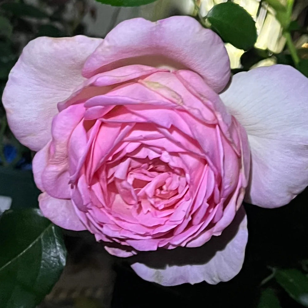 Ange qui Reve Florist Shrub Rose