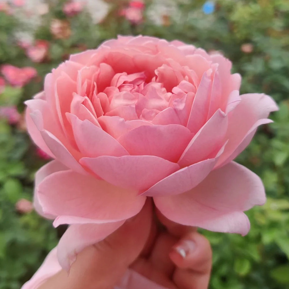 Ange qui Reve Florist Shrub Rose