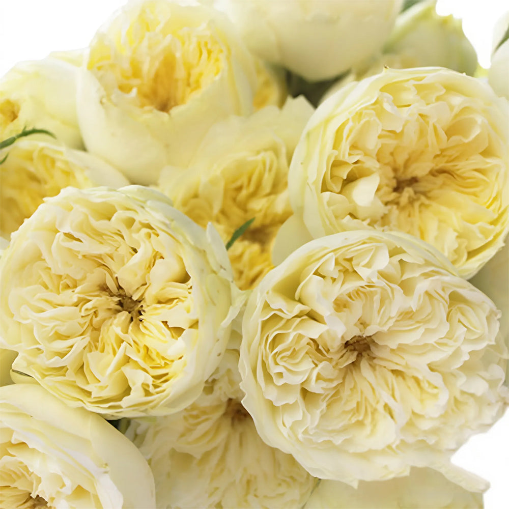 Antique Romantica French Florist Shrub Rose