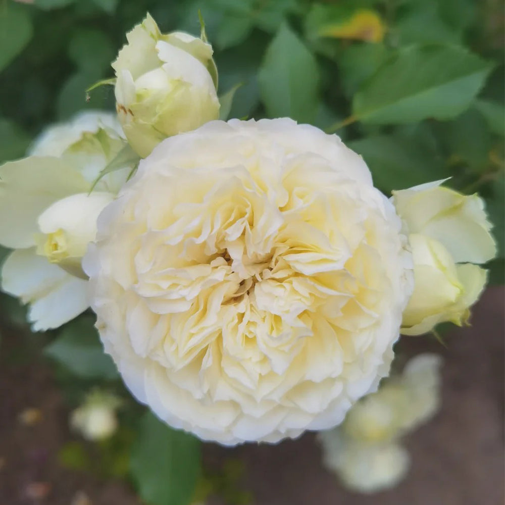 Antique Romantica French Florist Shrub Rose