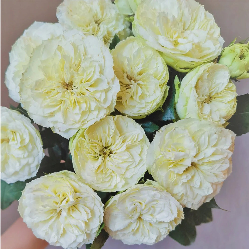 Antique Romantica French Florist Shrub Rose