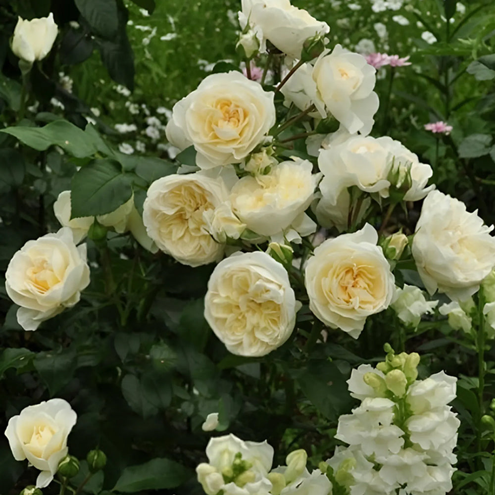 Antique Romantica French Florist Shrub Rose