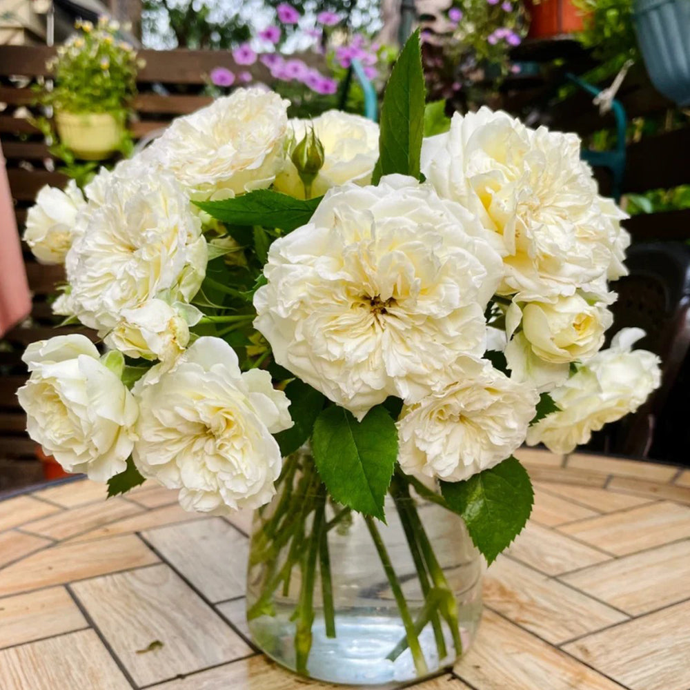 Antique Romantica French Florist Shrub Rose