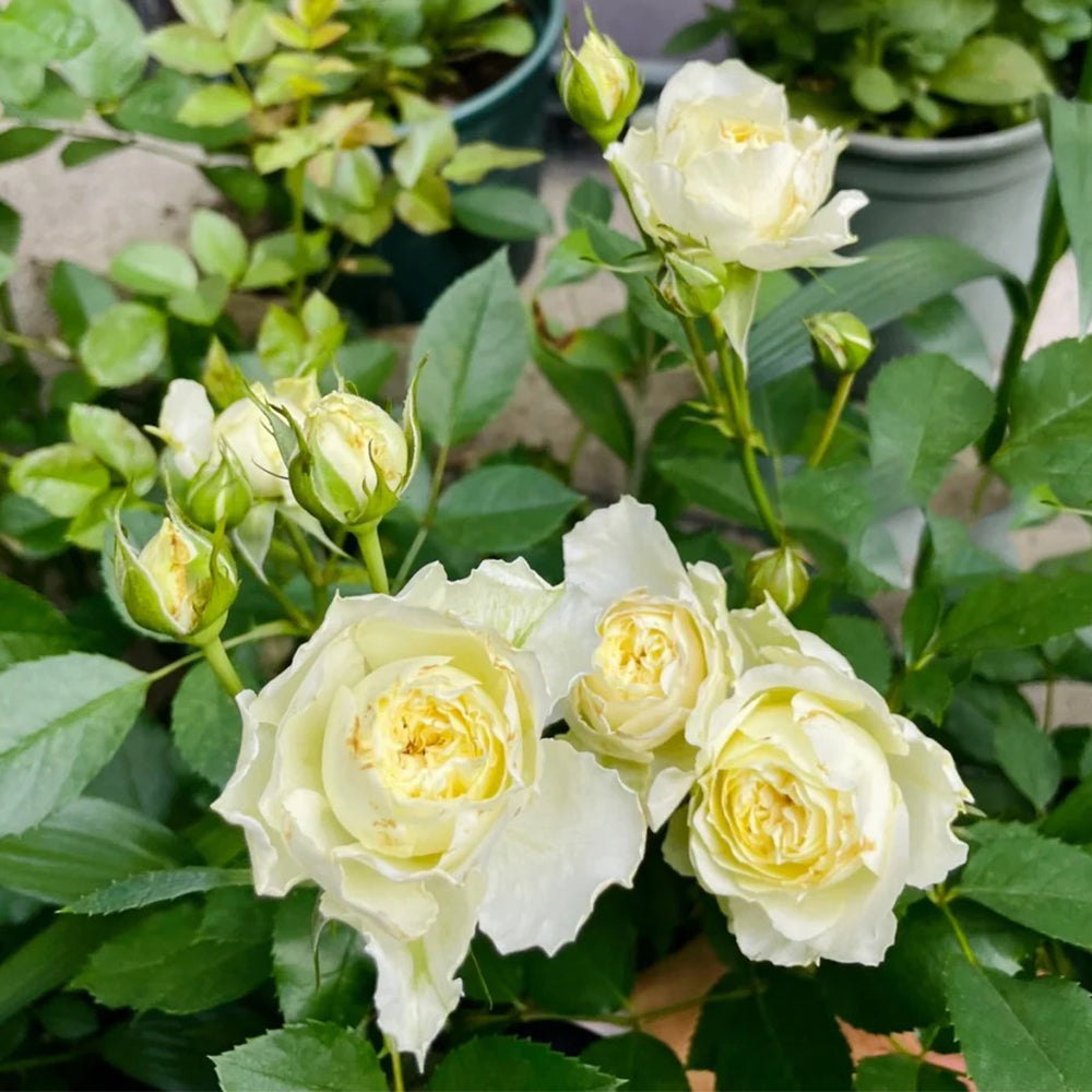 Antique Romantica French Florist Shrub Rose