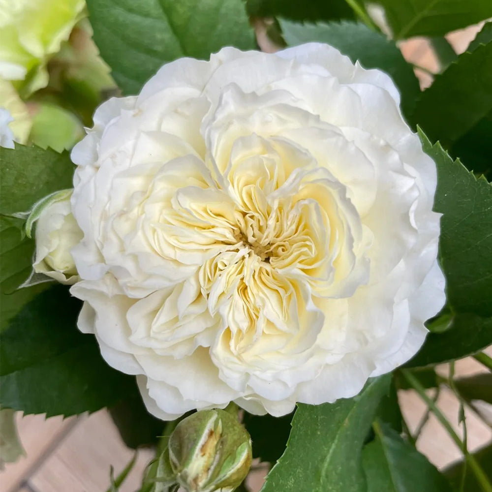 Antique Romantica French Florist Shrub Rose