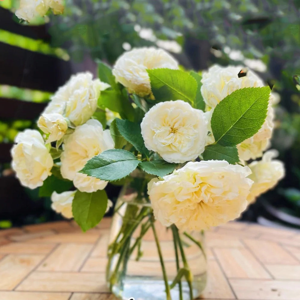 Antique Romantica French Florist Shrub Rose