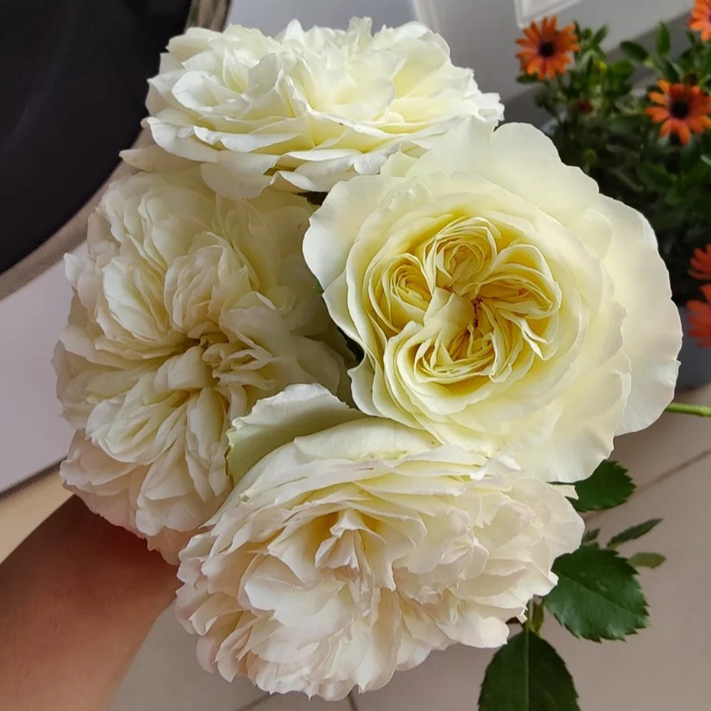 Antique Romantica French Florist Shrub Rose