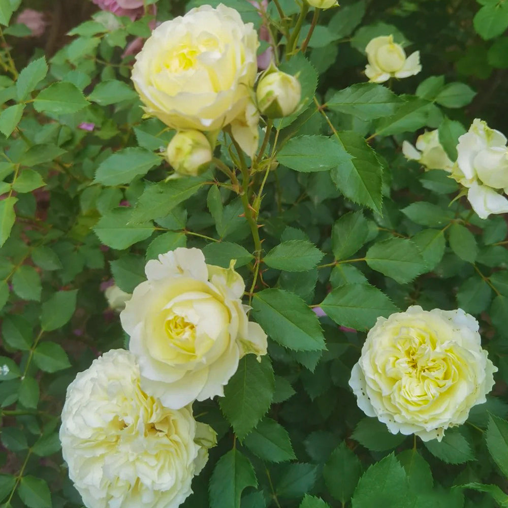 Antique Romantica French Florist Shrub Rose