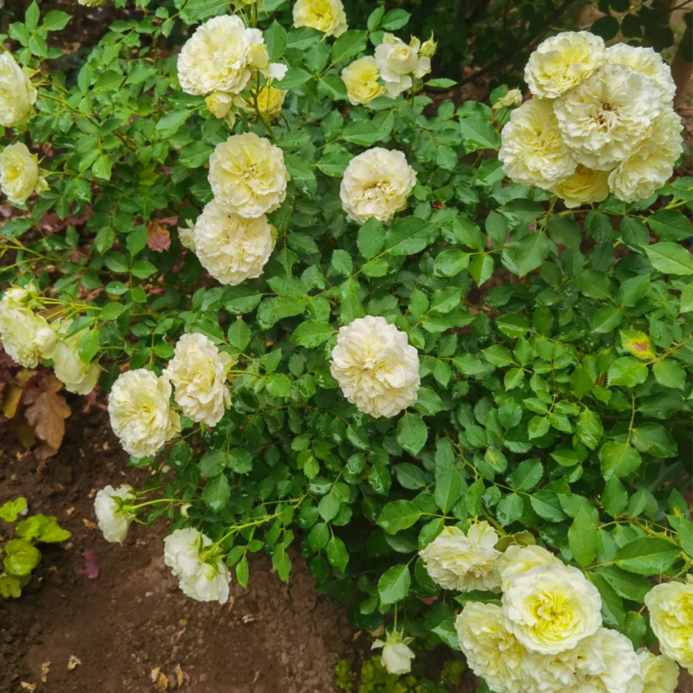 Antique Romantica French Florist Shrub Rose