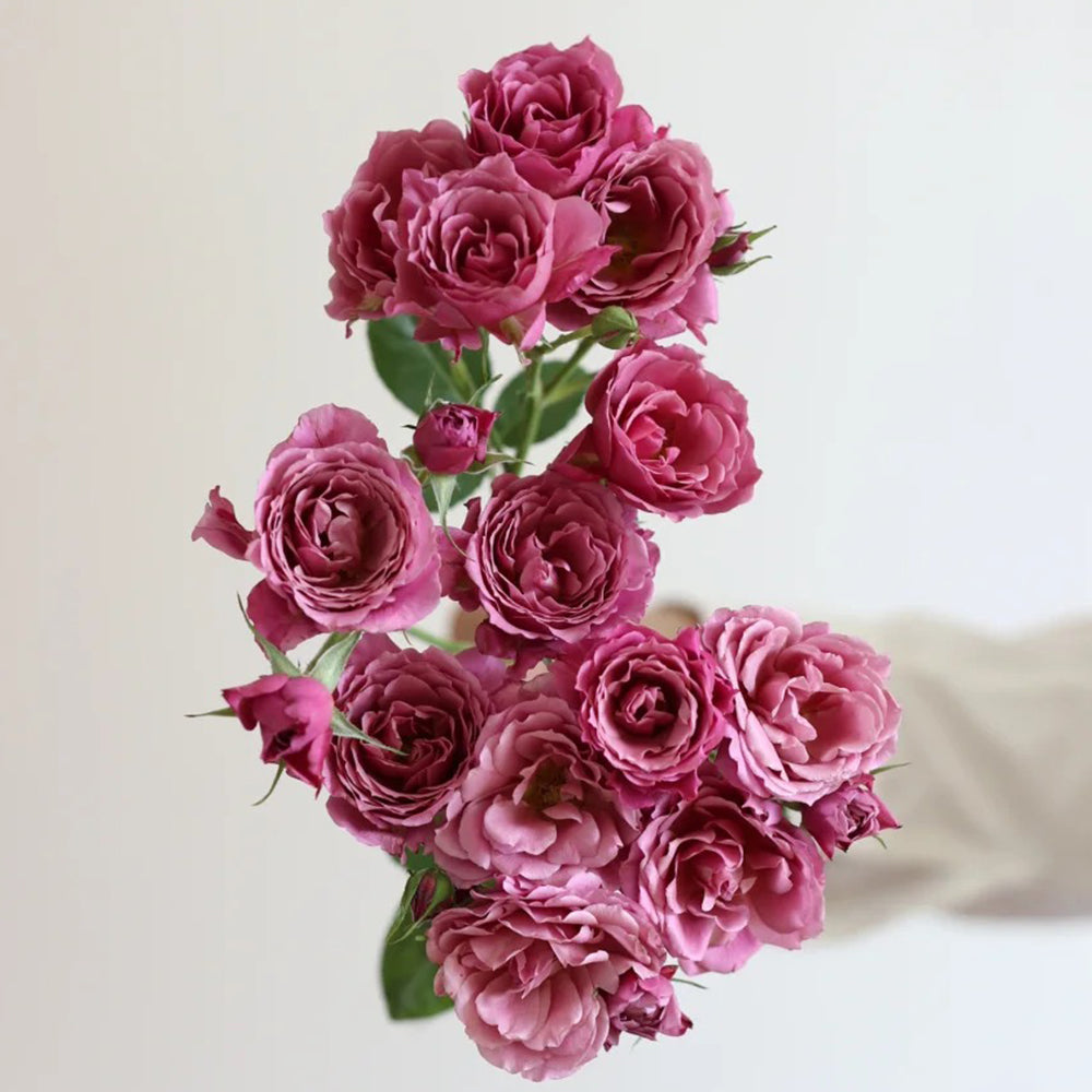 Aoi Japanese Florist Shrub Rose