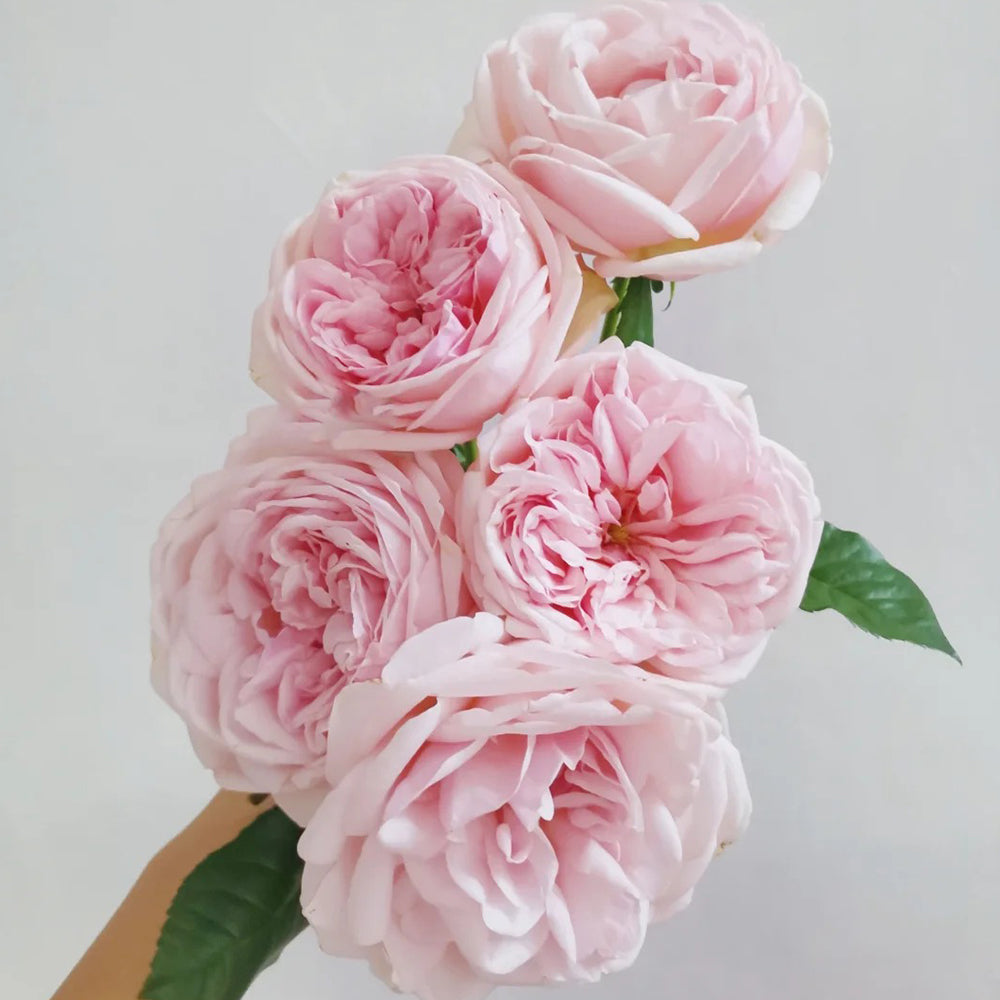 German Florist Shrub Rose Inspired by Aphrodite