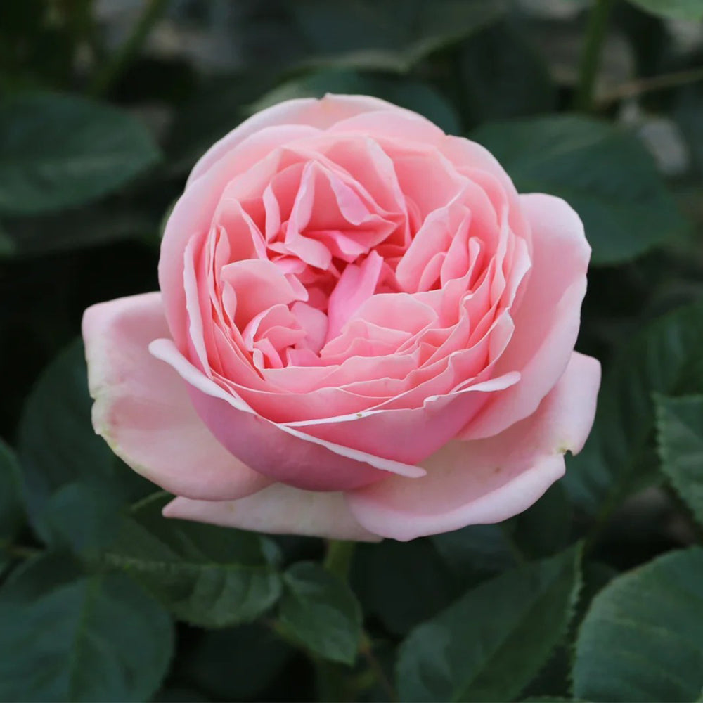 German Florist Shrub Rose Inspired by Aphrodite