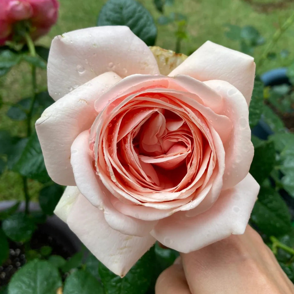 German Florist Shrub Rose Inspired by Aphrodite