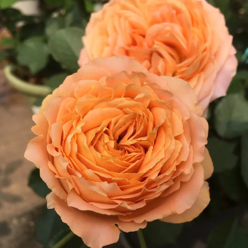 Apricot Lace Dutch Florist Shrub Rose