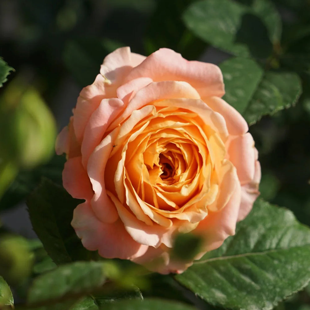 Apricot Lace Dutch Florist Shrub Rose
